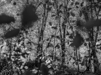 Life Framer Photography Awards