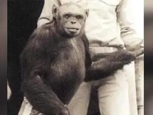 Geger Rumor Hibrida Manusia-Simpanse, Dibuat di Lab Tahun 1920-an