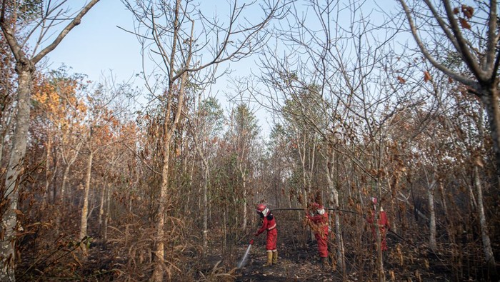 Pemadaman Kebakaran Lahan Gambut di OKI Sumsel Petugas dari Manggala Agni Daos Ogan Komering Ilir (OKI) dan Daops Lahat melakukan pemadaman kebakaran lahan gambut di Desa Deling, Pangkalan Lampan, Ogan Komering Ilir (OKI), Sumatera Selatan, Sabtu (26/8/2023). Balai Pengendalian Perubahan Iklim dan Kebakaran Hutan dan Lahan Wilayah Sumatera menerjunkan 45 orang personel Manggala Agni dari Daops OKI dan Lahat, untuk melakukan pemadaman kebakran lahan gambut di wilayah tersebut yang sudah terbakar sejak 17 hari yang lalu. ANTARA FOTO/Nova Wahyudi/hp.