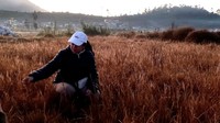 Puan datang langsung menuju kompleks Candi Arjuna yang merupakan titik beku di dataran tinggi Dieng.