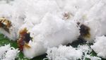 20 Kue Putu Bambu yang Harum Legit Ada di Sini