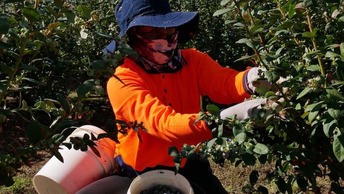 Ada Usulan Syarat WHV Diubah, Petani di Australia Barat Jadi Takut Kekurangan Pekerja