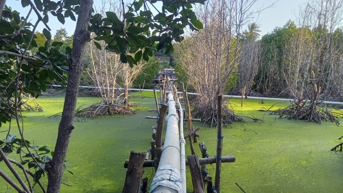 Kondisi tanaman mangrove yang mati di Desa Kemujan Kecamatan Karimunjawa diduga tercemar limbah, Senin (28/8/2023).