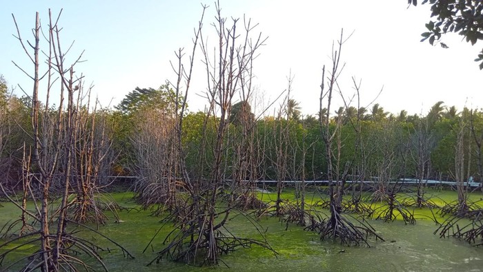 Kondisi tanaman mangrove yang mati di Desa Kemujan Kecamatan Karimunjawa diduga tercemar limbah, Senin (28/8/2023).