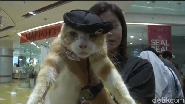 Kucing-kucing menggemaskan yang turut serta dalam lomba fashion show di Surabaya.