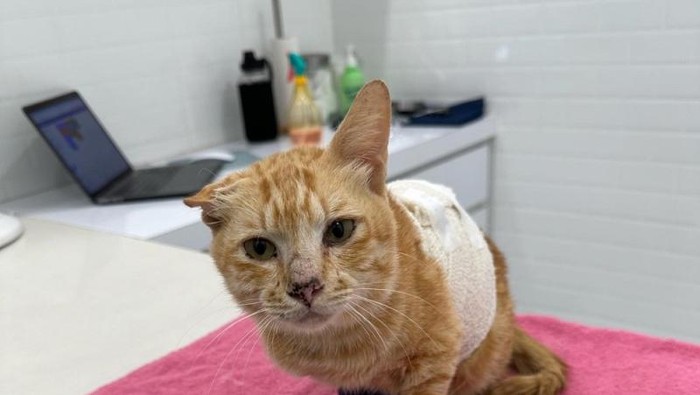 Kucing Oyen korban pesawat jatuh di Malaysia