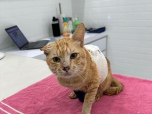 Sempat Selamat, Kucing Korban Pesawat Jatuh Malaysia Akhirnya Mati juga