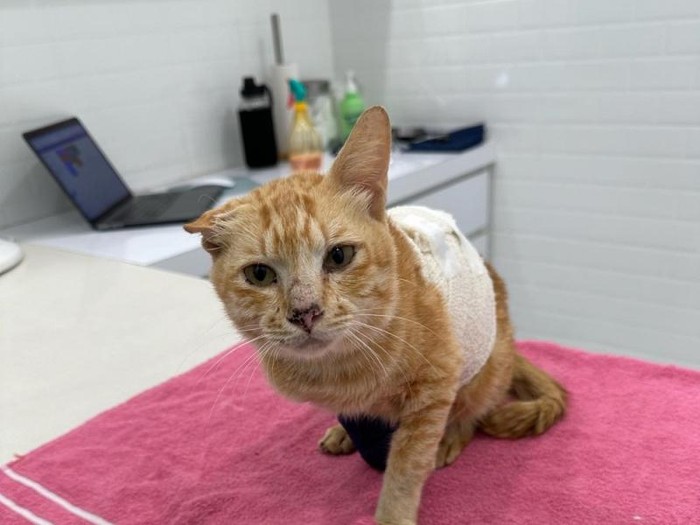 Kucing Oyen korban pesawat jatuh di Malaysia