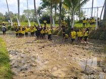 Tak Cuma Tempat Swafoto, Svargabumi Tawarkan Sensasi Tanam Padi di Sawah