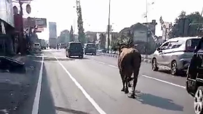 Sapi kepas dan berjalan di jalur utama Jogja-Solo, Senin (28/8/2023).