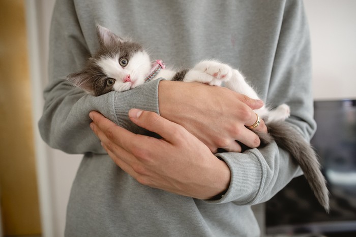 Unik! Pelanggan Ini Berikan Anak Kucing Sebagai Tip Pengantar Pizza