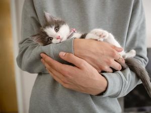 Mengapa Kucing Sering Muntah? Ternyata Ini Alasannya