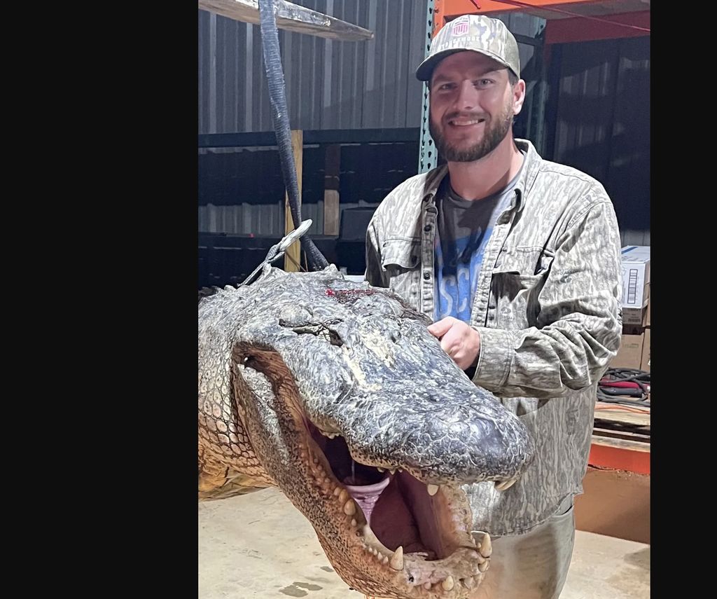 Aligator raksasa