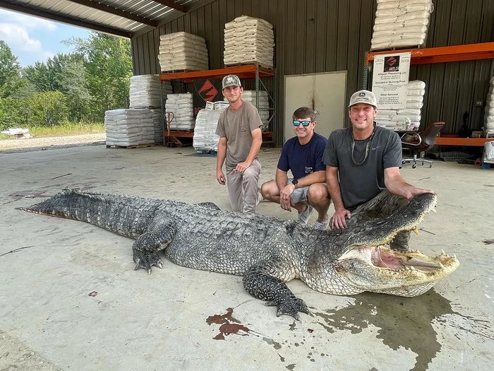 Aligator raksasa