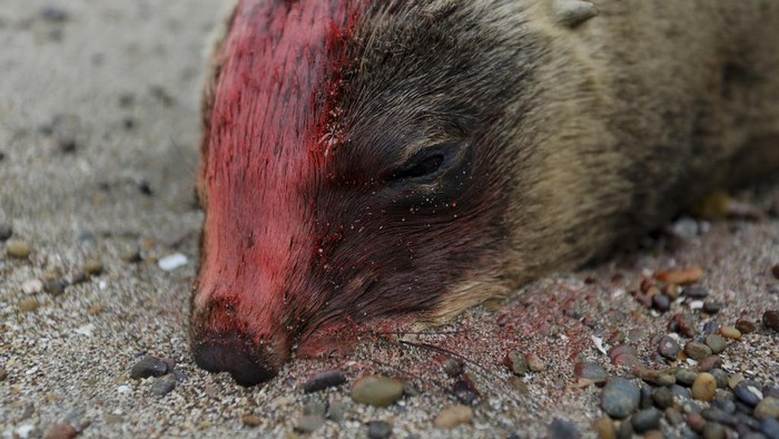 A dead sea lion lays on the beach at Punta Bermeja, on the Atlantic coast of the Patagonian province of Río Negro, near Viedma, Argentina, Monday, Aug. 28, 2023. Government sanitary experts suspect that bird flu is killing sea lions along Argentina's Atlantic coastline, causing authorities to close many beaches in order to prevent the virus from spreading further. (AP Photo/Juan Macri)