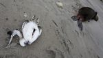 Argentina Darurat Flu Burung, Bangkai Hewan Bertebaran di Pantai