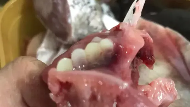 Belanja ikan di pasar, perempuan ini kaget melihat gigi ikan yang menyerupai gigi manusia.