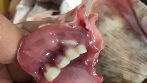 Belanja ikan di pasar, perempuan ini kaget melihat gigi ikan yang menyerupai gigi manusia.