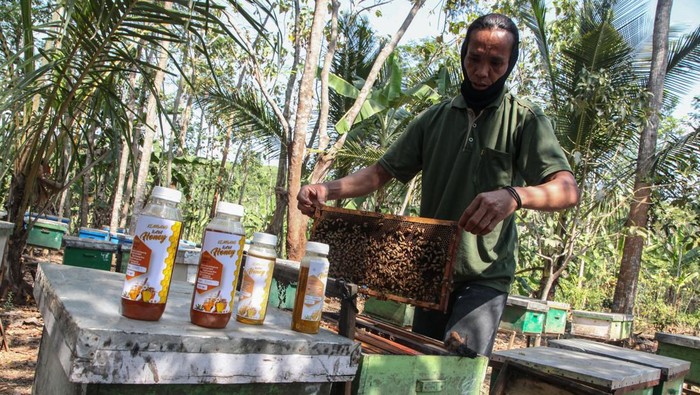 Budi daya lebah jenis mellifera di Ungaran Anggota kelompok peternak Sumber Nektar merawat budi daya sarang lebah madu jenis mellifera di Ungaran, Kabupaten Semarang, Jawa Tengah, Selasa (29/8/2023). Kelompok peternak lebah UMKM binaan BUMN PT Jaminan Kredit Indonesia (Jamkrindo) tersebut mampu menghasilkan dua kilogram madu dalam tiga sampai empat kali panen dari total 90 kotak lebah serta memiliki omzet penjualan sekitar Rp70 juta dalam dua bulan tergantung musim panennya. ANTARA FOTO/Makna Zaezar/tom.