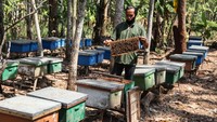 Mereka memanfaatkan program pemberdayaan Jamkrindo melalui pendanaan usaha mikro dan kecil,(PUMK) untuk mengembangkan skala bisnis. Nilai omzet penjualan mencapai Rp 70 juta dalam dua bulan tergantung musim panennya.  