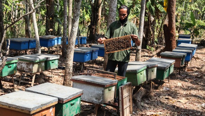 Anggota kelompok peternak Sumber Nektar merawat budi daya sarang lebah madu jenis mellifera di Ungaran, Kabupaten Semarang, Jawa Tengah, Selasa (29/8/2023). Kelompok peternak lebah UMKM binaan BUMN PT Jaminan Kredit Indonesia (Jamkrindo) tersebut mampu menghasilkan dua kilogram madu dalam tiga sampai empat kali panen dari total 90 kotak lebah serta memiliki omzet penjualan sekitar Rp70 juta dalam dua bulan tergantung musim panennya. ANTARA FOTO/Makna Zaezar/tom.