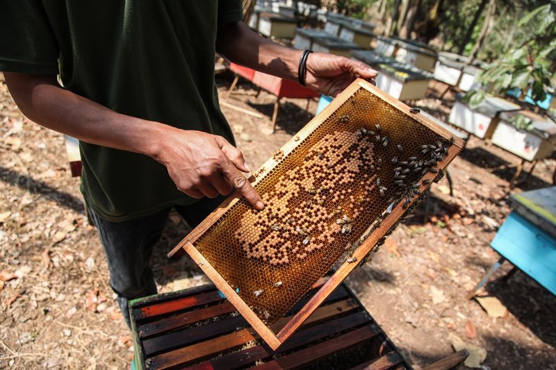 Anggota kelompok peternak Sumber Nektar merawat budi daya sarang lebah madu jenis mellifera di Ungaran, Kabupaten Semarang, Jawa Tengah, Selasa (29/8/2023). Kelompok peternak lebah UMKM binaan BUMN PT Jaminan Kredit Indonesia (Jamkrindo) tersebut mampu menghasilkan dua kilogram madu dalam tiga sampai empat kali panen dari total 90 kotak lebah serta memiliki omzet penjualan sekitar Rp70 juta dalam dua bulan tergantung musim panennya. ANTARA FOTO/Makna Zaezar/tom.