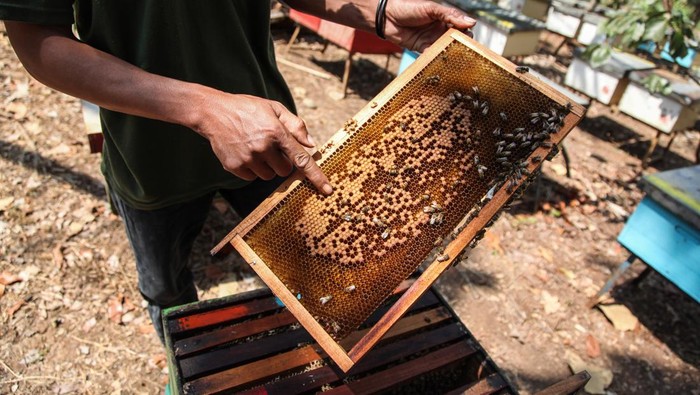 Budi daya lebah jenis mellifera di Ungaran Anggota kelompok peternak Sumber Nektar merawat budi daya sarang lebah madu jenis mellifera di Ungaran, Kabupaten Semarang, Jawa Tengah, Selasa (29/8/2023). Kelompok peternak lebah UMKM binaan BUMN PT Jaminan Kredit Indonesia (Jamkrindo) tersebut mampu menghasilkan dua kilogram madu dalam tiga sampai empat kali panen dari total 90 kotak lebah serta memiliki omzet penjualan sekitar Rp70 juta dalam dua bulan tergantung musim panennya. ANTARA FOTO/Makna Zaezar/tom.