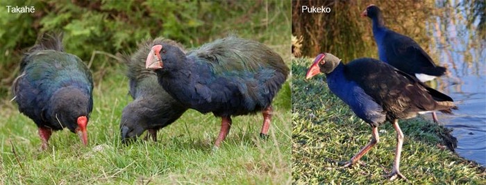 Burung Takahe yang langka dilepasliarkan di Selandia Baru