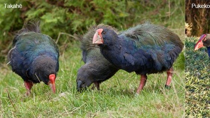 Burung Takahe yang langka dilepasliarkan di Selandia Baru