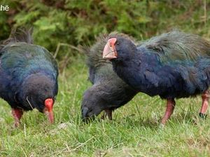 7 Jenis Burung yang Tak Bisa Terbang Meski Punya Sayap