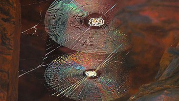 Orang Yunani kuno mengairi luka pertempuran dengan cuka dan madu, lalu menggunakan jaring laba-laba untuk menyimpan madu di dalam lukanya. Foto: Reddit via demilked