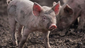 Pada tahun 1642, penduduk New Haven, Connecticut merasa ngeri dengan kelahiran babi “mengerikan” bermata satu. Mereka menjadi yakin bahwa George Spencer, seorang pria lokal bermata satu, berhubungan seks dengan babi dan merupakan ayah kandungnya. Dia dinyatakan bersalah melakukan bestialitas dan dieksekusi dengan cara digantung. Foto: Reddit via demilked