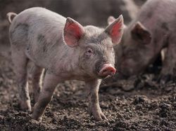 Fakta Menarik Tapi Belum Banyak Diketahui hingga Hari Ini