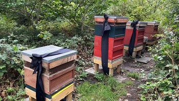 Lebah Keluarga Kerajaan Inggris diberitahu tentang kematian Ratu dan sarang mereka dihiasi dengan pita hitam, mengikuti tradisi lama yang memberi tahu lebah tentang perubahan kepemilikan Foto: Reddit via demilked