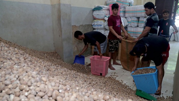 Petani cengkeh di Desa Jarak, Jombang, beralih menaman pala. Hal ini karena harga pala lebih menggiurkan.