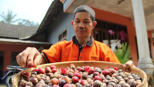 Petani cengkeh di Desa Jarak, Jombang, beralih menaman pala. Hal ini karena harga pala lebih menggiurkan.