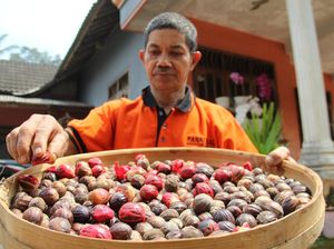 Harganya Menggiurkan, Petani Cengkih Beralih Tanam Pala