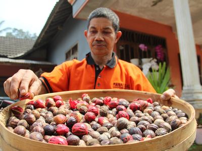 Harganya Menggiurkan, Petani Cengkih Beralih Tanam Pala