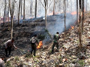 3 Hektare Hutan Jati di Ponorogo Terbakar, Asapnya Ganggu Pengguna Jalan