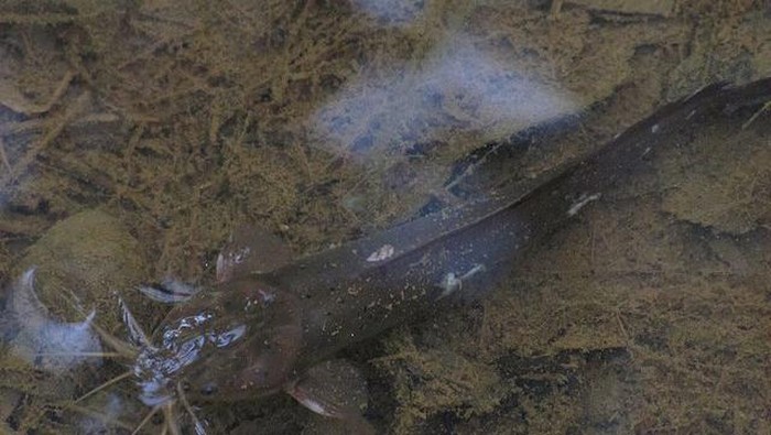 Mengenal Ikan Sembilang: Habitat, Karakteristik, Hingga Manfaatnya