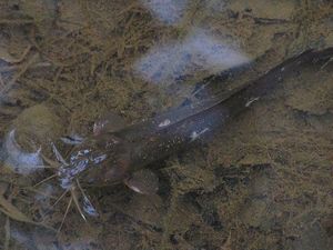 Mengenal Ikan Sembilang: Habitat, Karakteristik, Hingga Manfaatnya