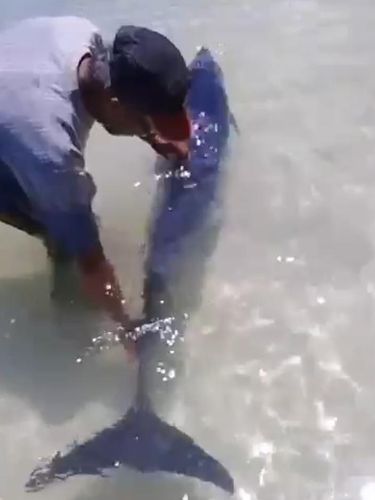 Lumba-lumba sakit menepi di Pantai Pagerungan Kecil, Sumenep.