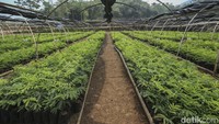 Langkah ini terintegrasi dalam program AZ Forest yang telah berjalan selama tiga tahun di Indonesia sejak 2021, dengan tujuan mengembalikan ekosistem DAS Citarum.