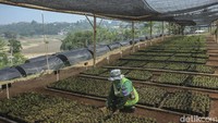 Proyek yang melibatkan pemerintah, akademisi, sektor swasta, masyarakat, ini diharapkan memberikan dampak nyata dalam menjaga keberlanjutan lingkungan dan memulihkan ekosistem DAS Citarum.