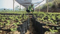 Program ini merupakan upaya dekarbonisasi mendalam sejalan dengan tujuan Perjanjian Paris untuk membatasi pemanasan global hingga 1,5°C. Pohon adalah solusi alami untuk menghilangkan CO2 dari udara dan penting untuk mengurangi dampak perubahan iklim.