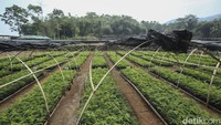 Sungai Citarum, yang membentang sepanjang 297 kilometer mulai dari  Cisanti, Kabupaten Bandung, hingga Muara Gembong di Bekasi, telah dicap sebagai salah satu sungai tercemar terparah secara global. Hal ini disebabkan oleh emisi industri yang tidak terkendali, yang mengandung bahan kimia berbahaya dan logam beracun, ditambah dengan pembuangan limbah yang merajalela, telah mengakibatkan kerusakan parah pada saluran air yang sangat penting ini.