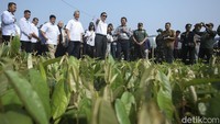 Menteri Koordinator Bidang Kemaritiman dan Investasi (Menko Marves) RI, Luhut Binsar Pandjaitan meninjau lokasi Persemaian AZ Forest di Persemaian Ciminyak Trees4Trees,Kecamatan Cililin, Kabupaten Bandung Barat, Selasa, (29/8/2023).