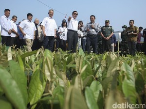 Atasi Perubahan Iklim dan Polusi Udara, Luhut: Jangan Ada Potong Pohon Lagi!
