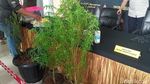 Ini Penampakan Pohon Ganja Milik Pesulap Oge Arthemus