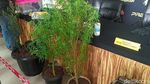 Ini Penampakan Pohon Ganja Milik Pesulap Oge Arthemus